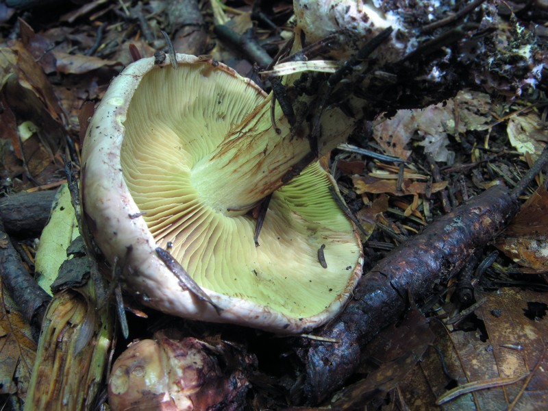 Per chi si vuol divertire!